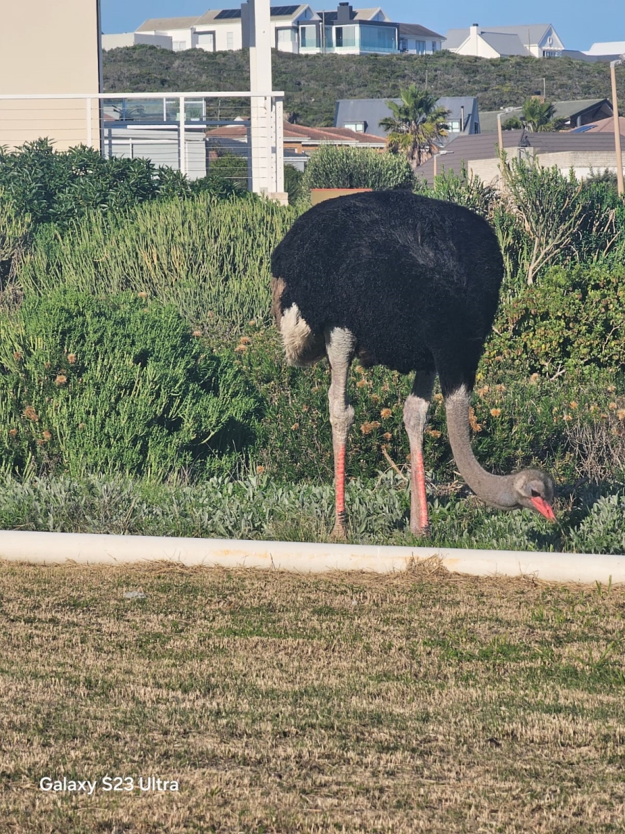 0 Bedroom Property for Sale in Yzerfontein Rural Western Cape